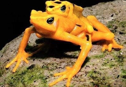 golden_frog