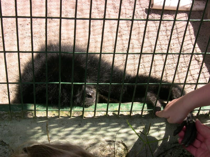Shaking hands with a monkey