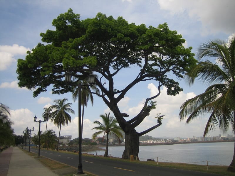 A neat tree on the Causeway