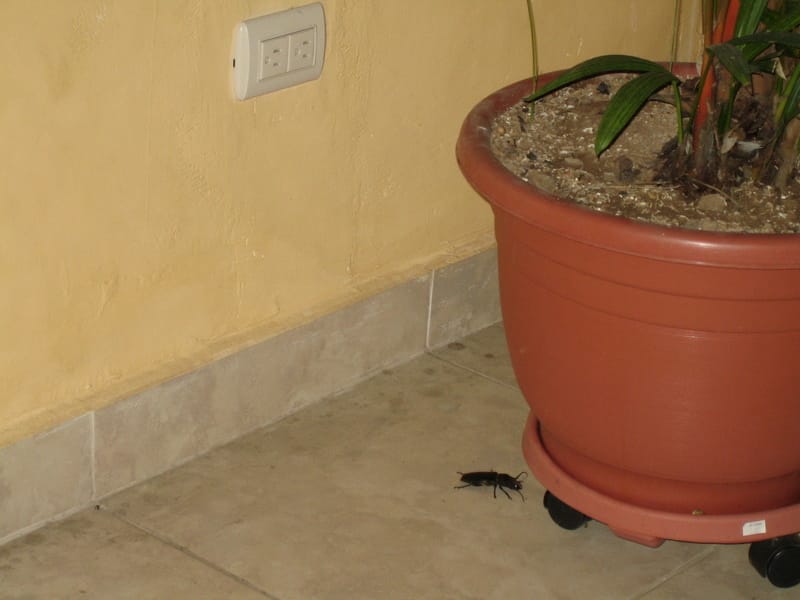 Giant cockroach