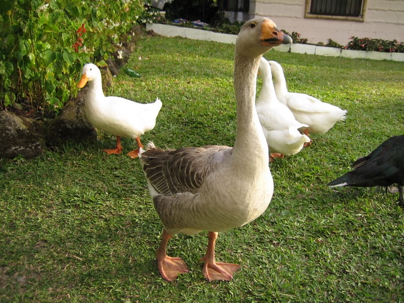 Geese at Rincon valley