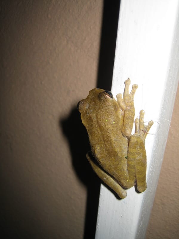 Frog at our house
