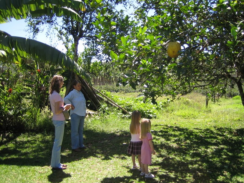 Giant lemons (1 qt of juice each)