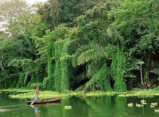 Panama Jungle