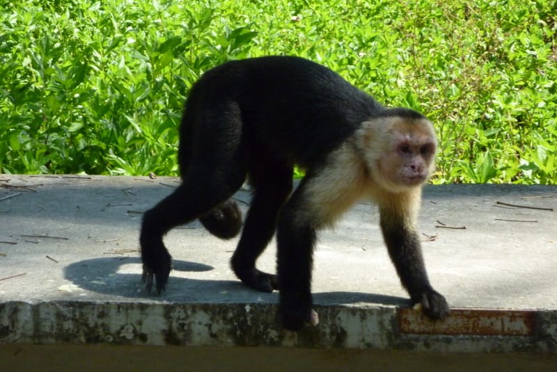Manuel Antonio National Park