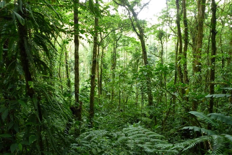 Monteverde Cloud Forest
