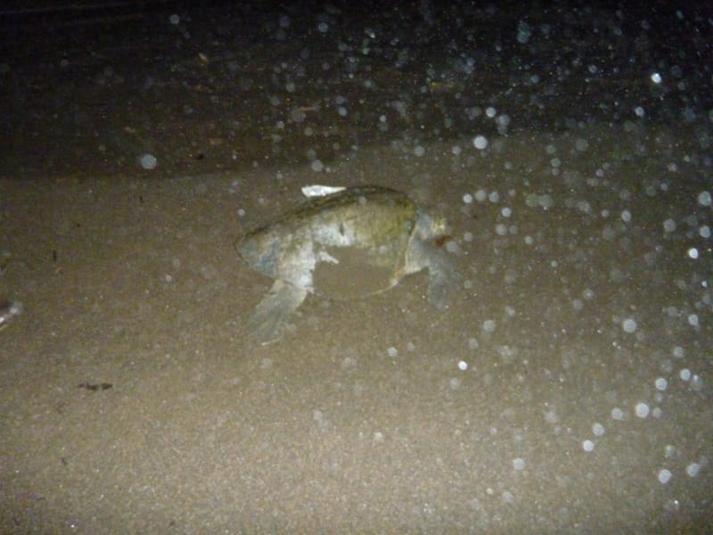 Nesting Sea Turtles