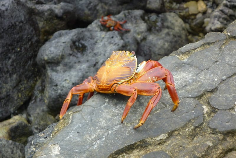 A Week in the Galapagos Islands