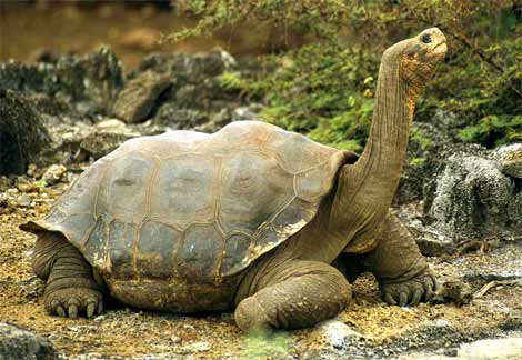 Galapagos tortoise