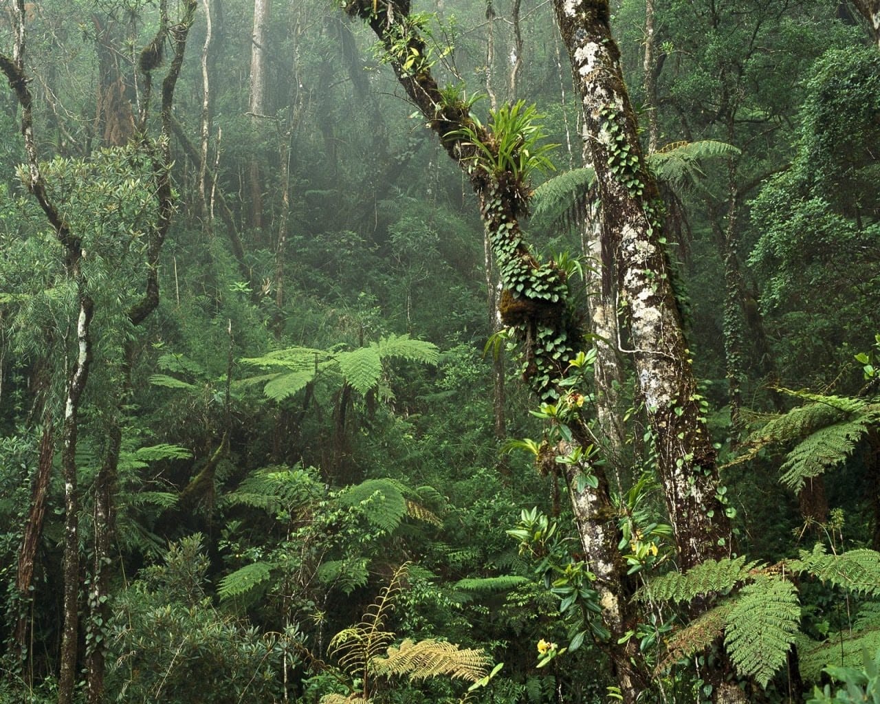 Malaysia Rainforest