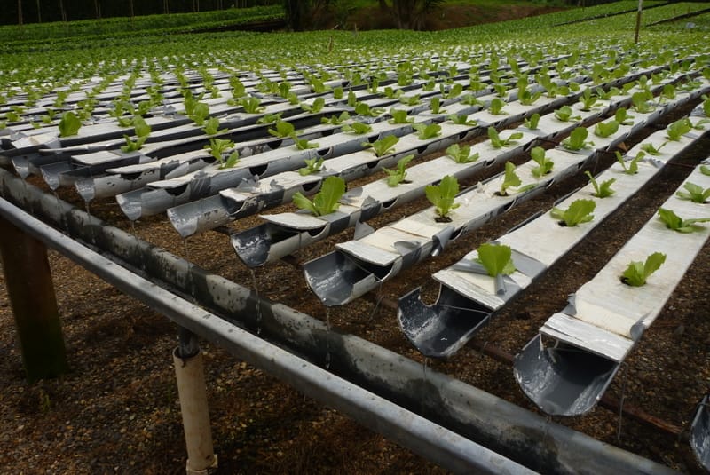 Hydroponic Lettuce