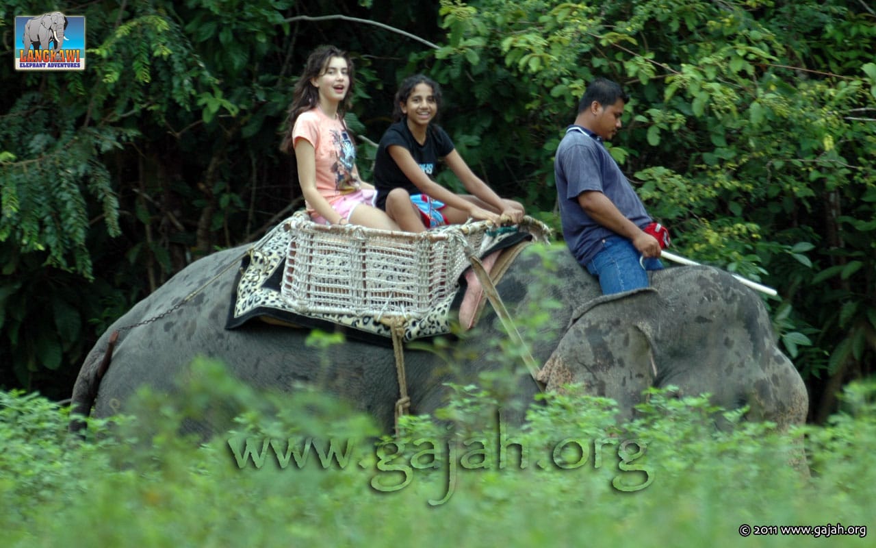 Elephant ride
