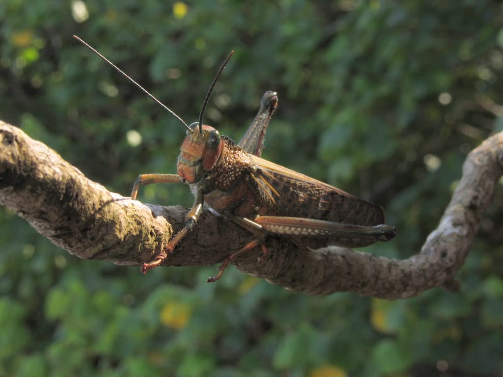 Grasshopper