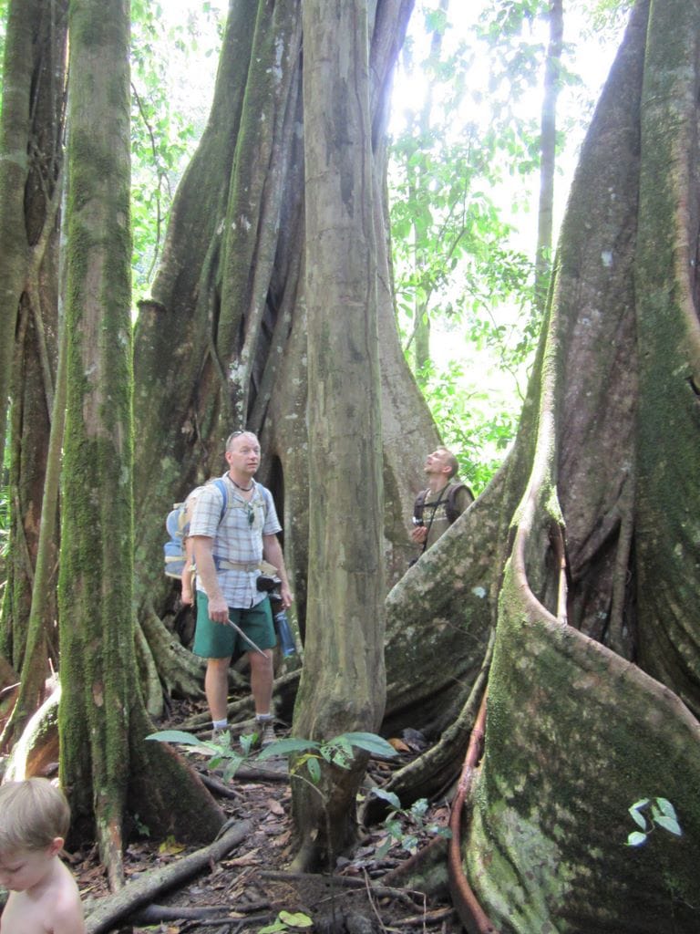 In stranger ficus