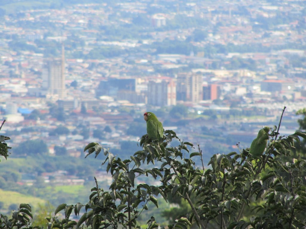 Parrots escazu