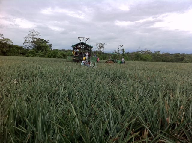 Pineapple pickers