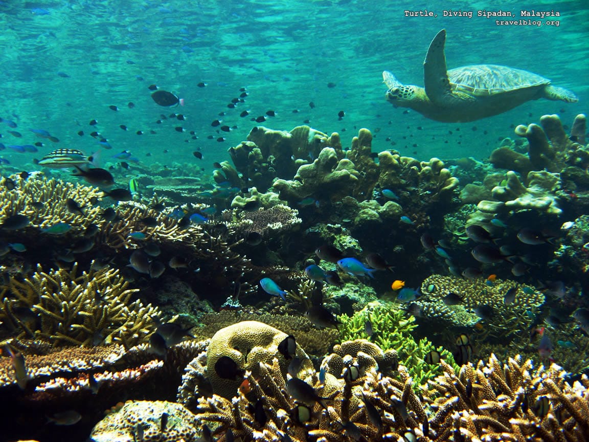 Tb turtle diving sipadan malaysia