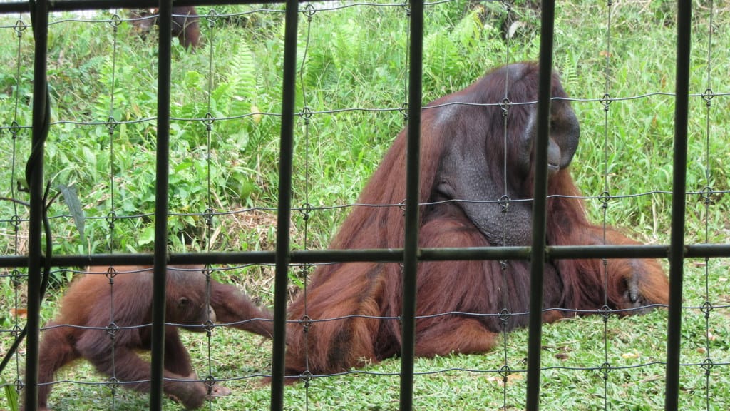 Cameron Highlands, Ipoh, and Orang Utan Island