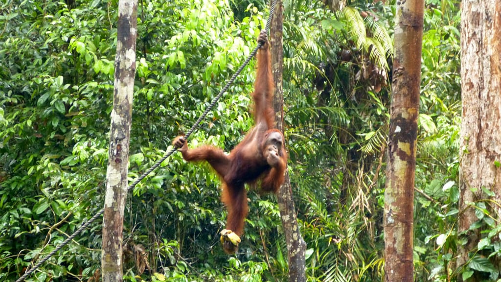 Semenggoh Wildlife Center