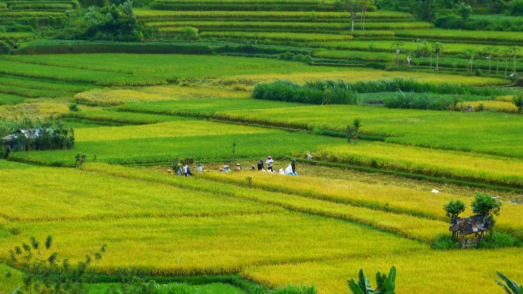 Rice farmers