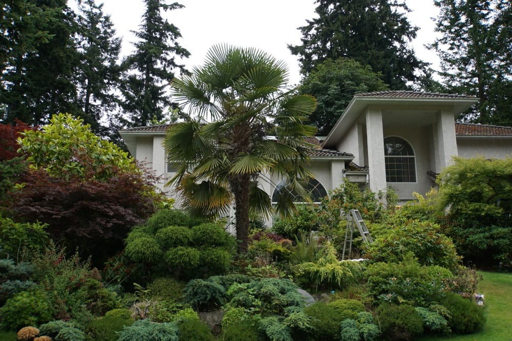 Palm trees in Canada?!