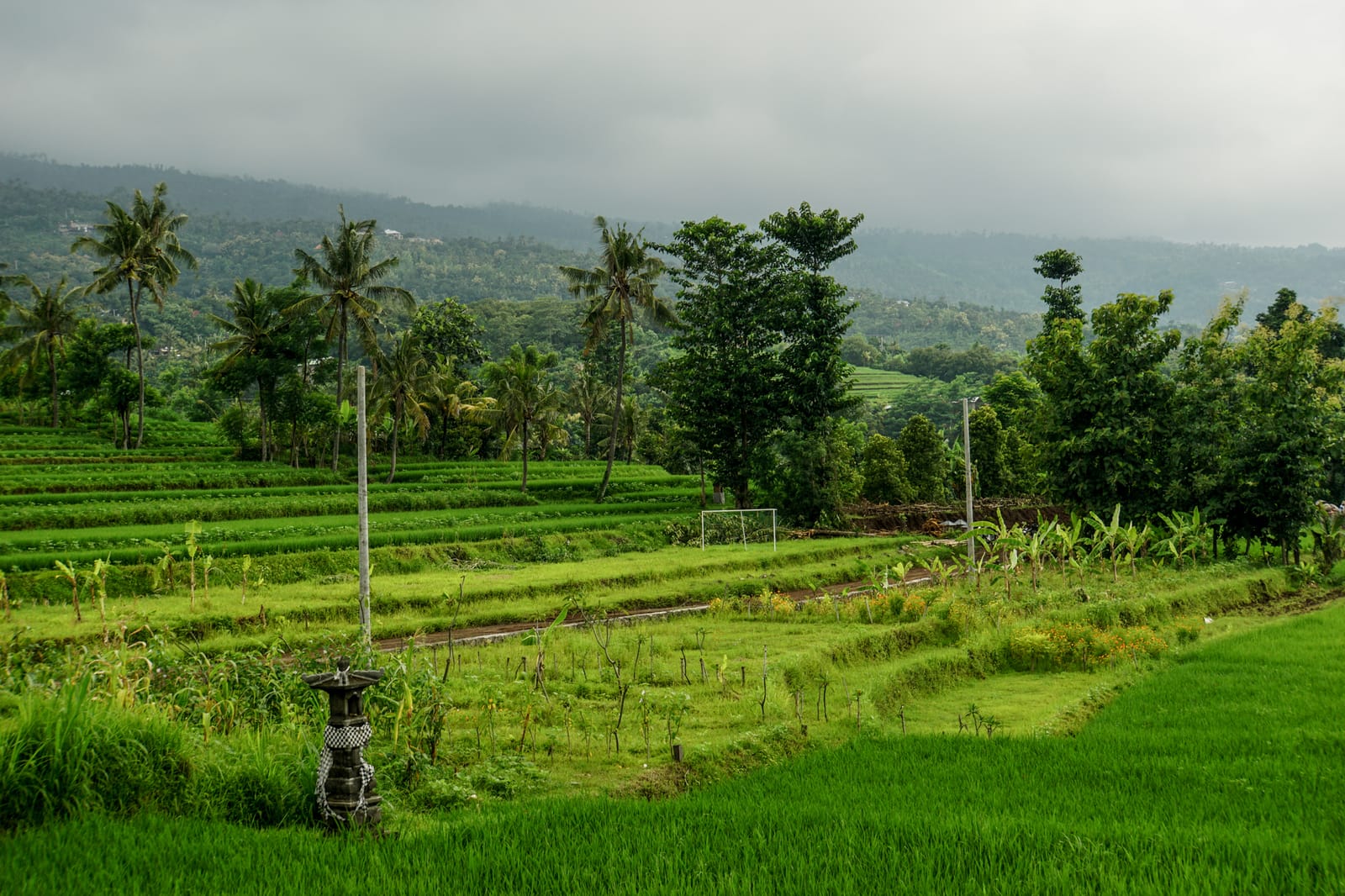 menjangan-02758
