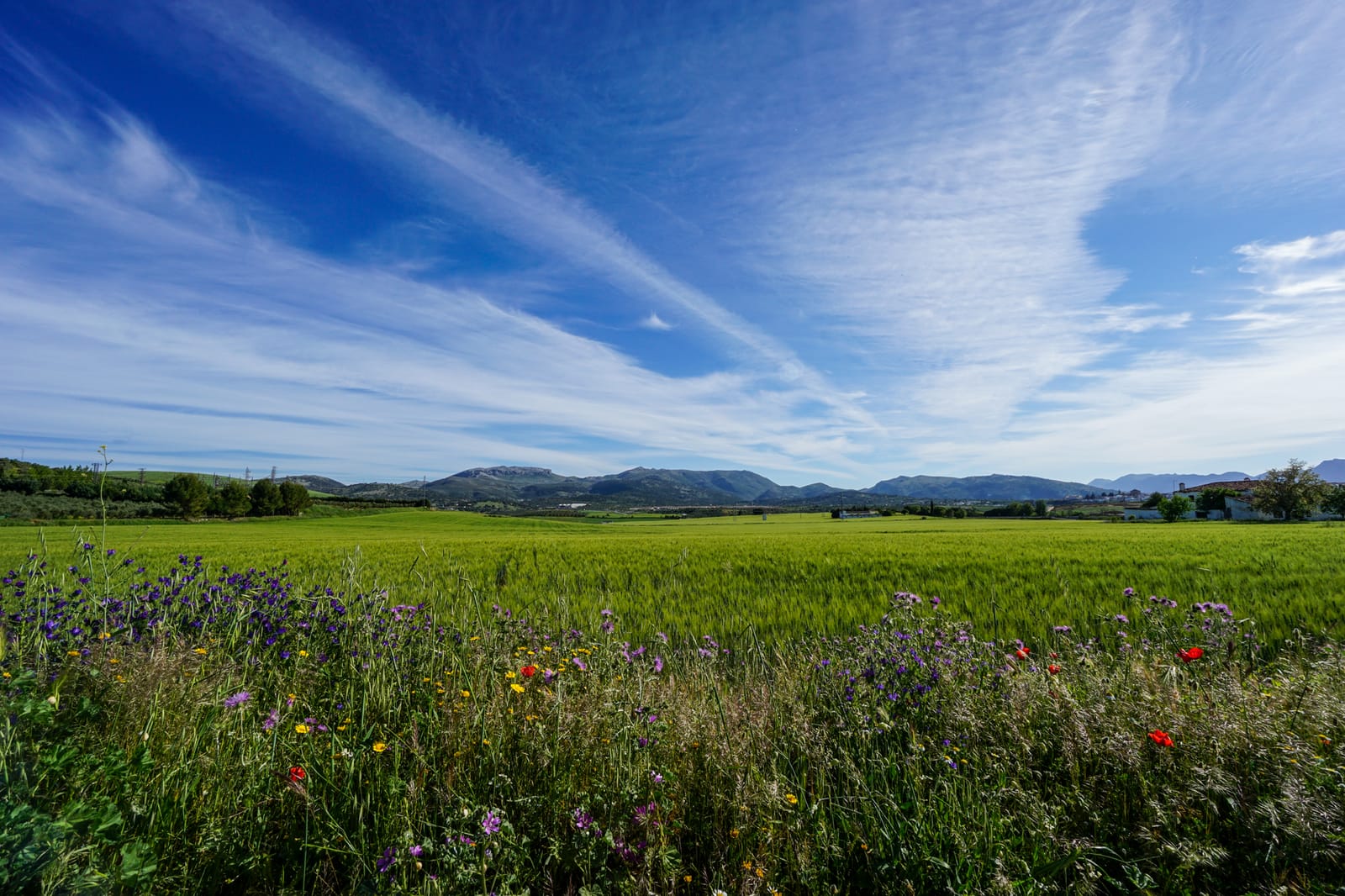 Wildflowers in Ronda