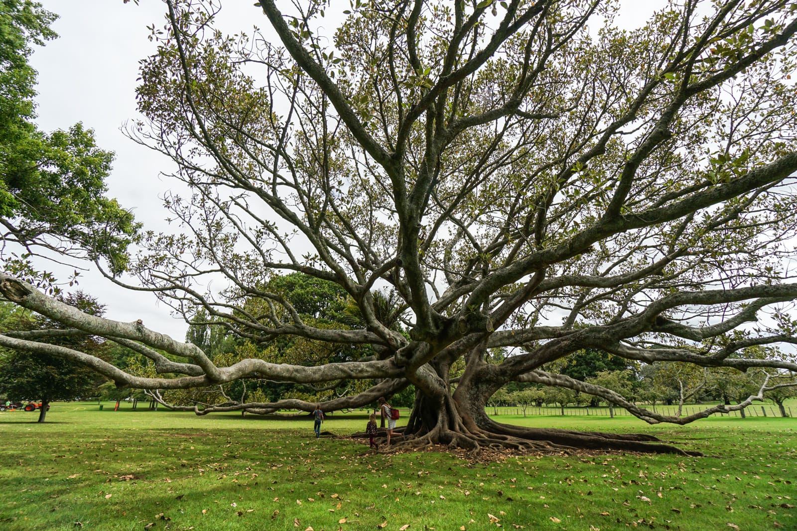 auckland-08624