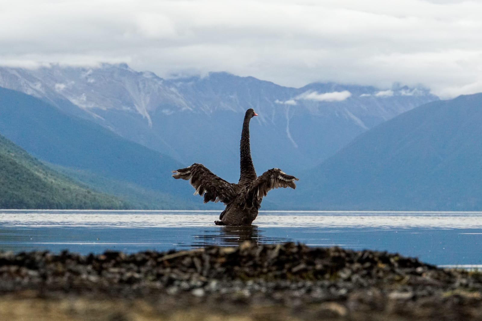 southisland-2686