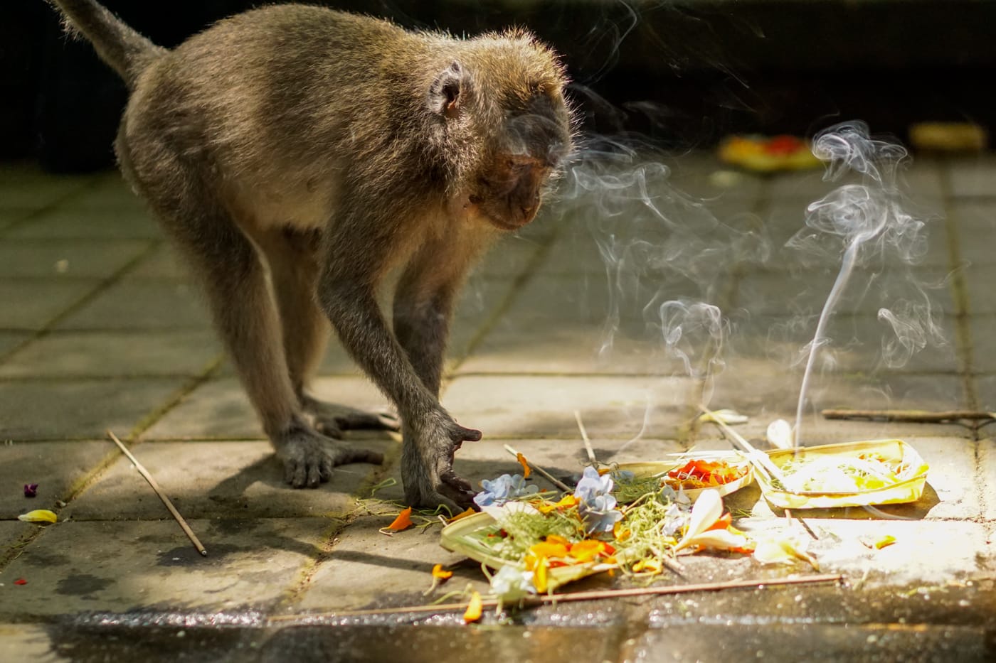 ubud-sacred-monkey-forest