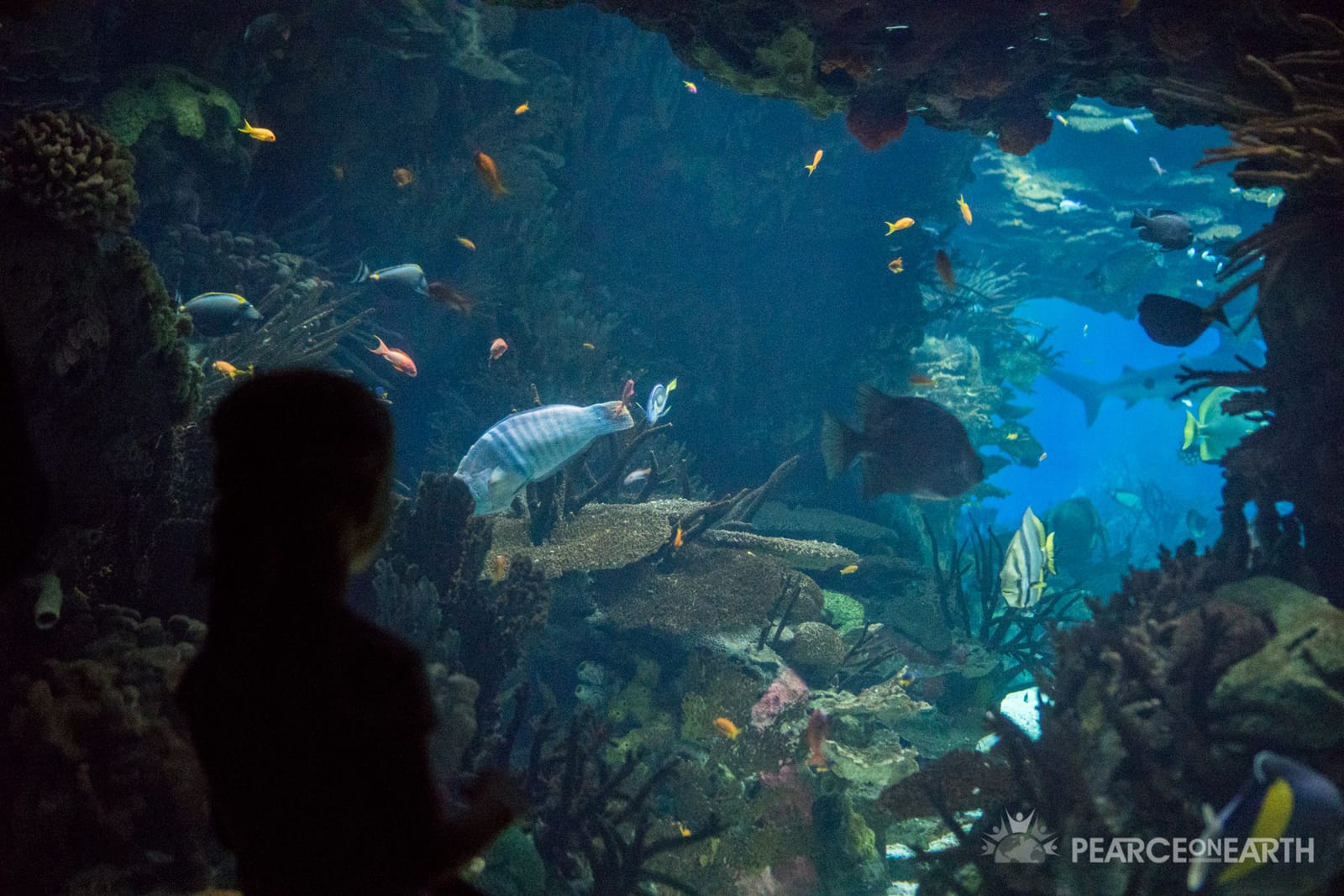 Aquarium