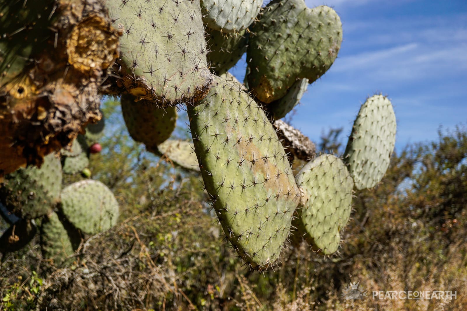 2. El Charco Botanical Gardens