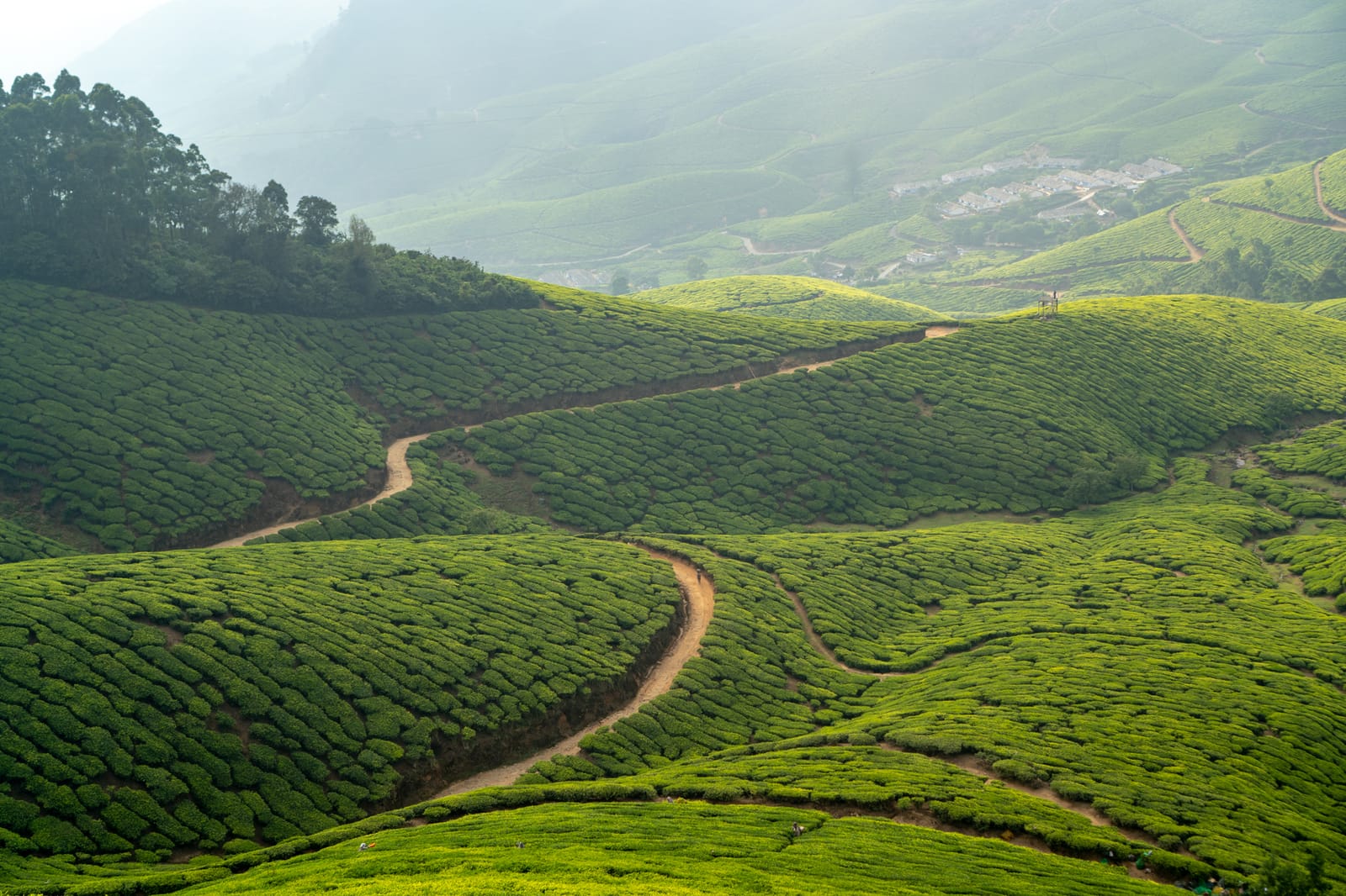Tea farm factory