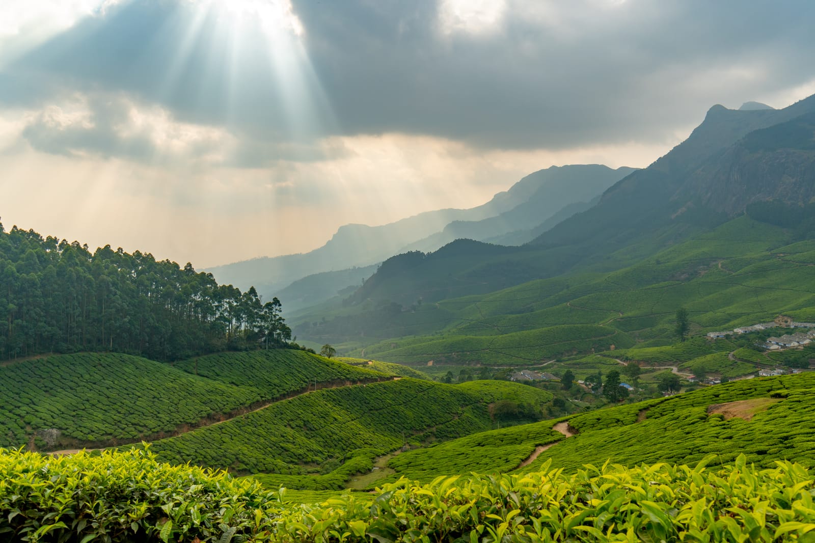 Tea farm factory